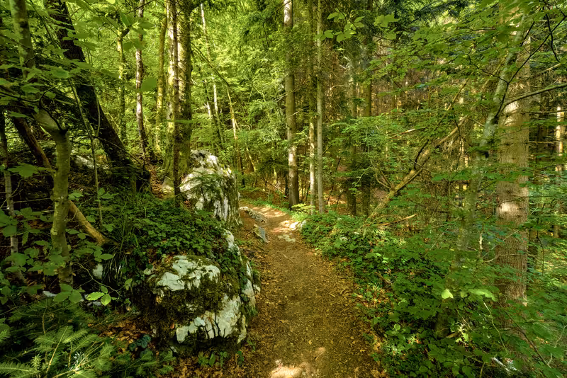 The path.