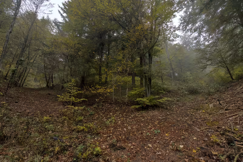 The path.