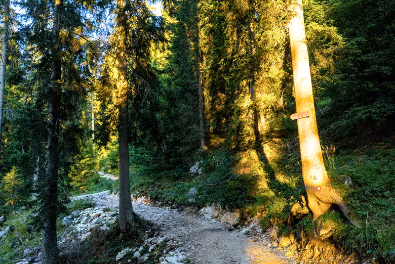 Het pad door het bos.