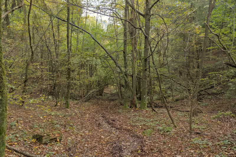 The path.