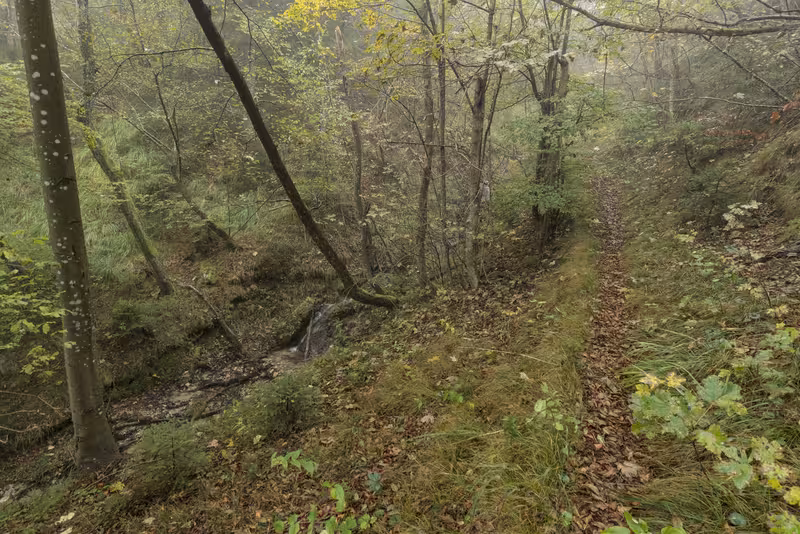 The forest trail.