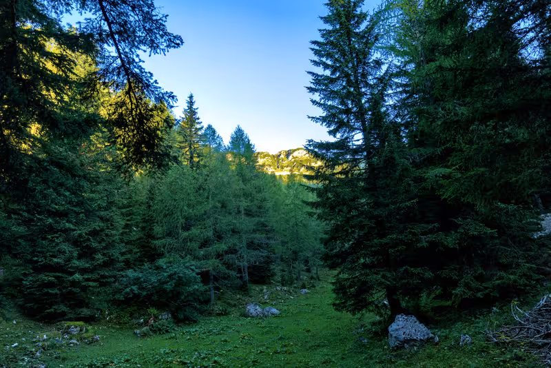 Een uitzicht vanaf het pad door het bos.