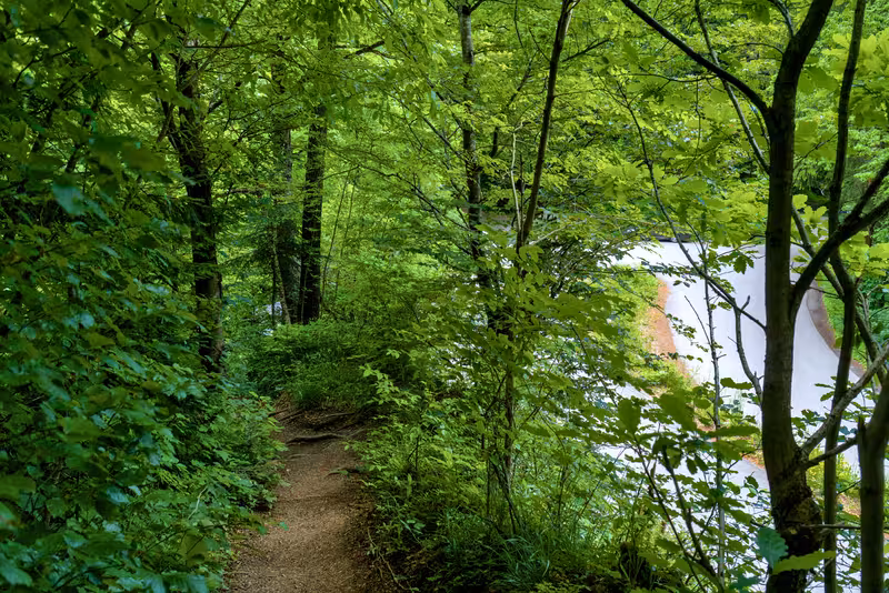 The path.