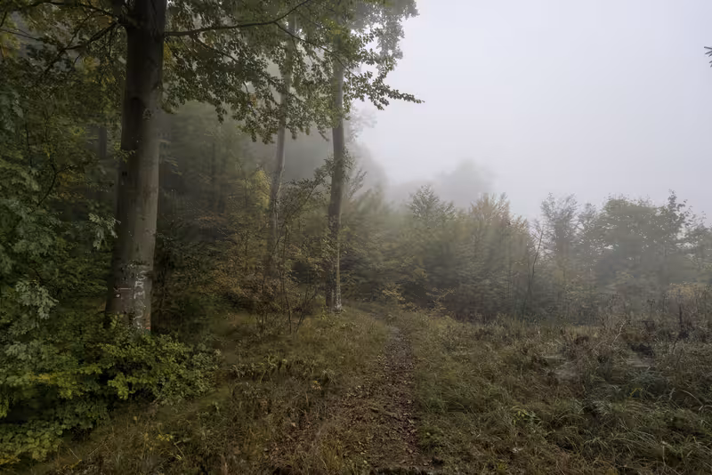 The path.