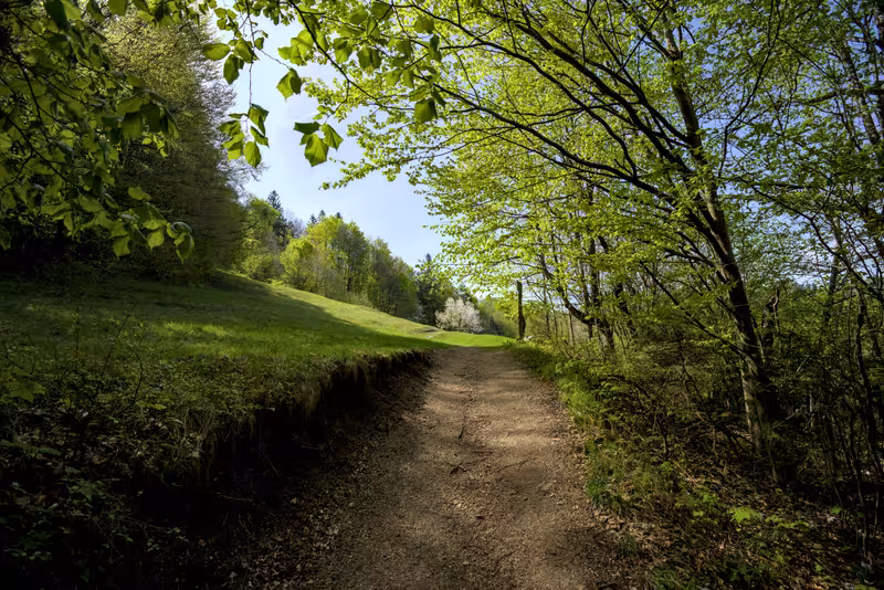 The path through the forest.