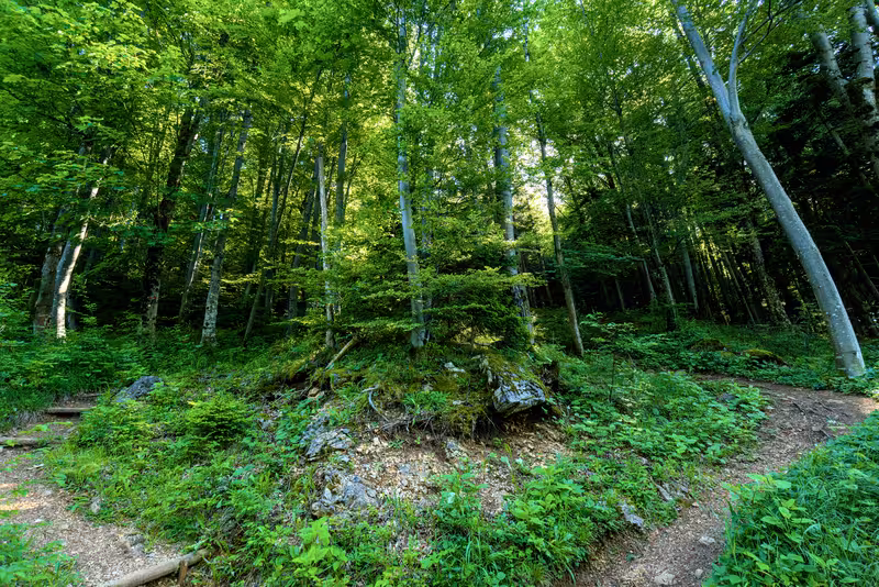 The path.