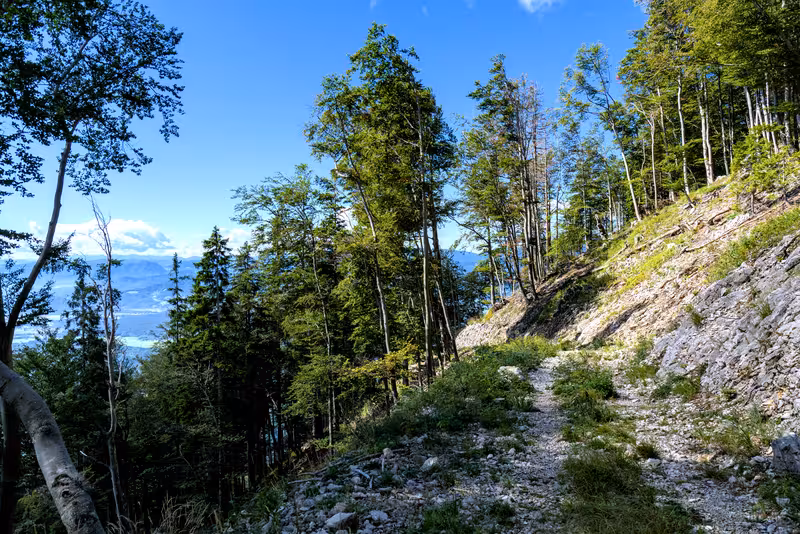 The path.