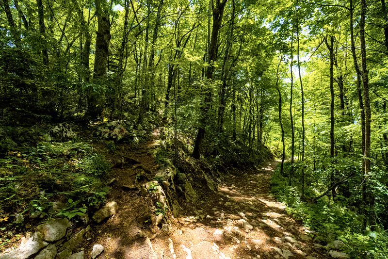 The path.
