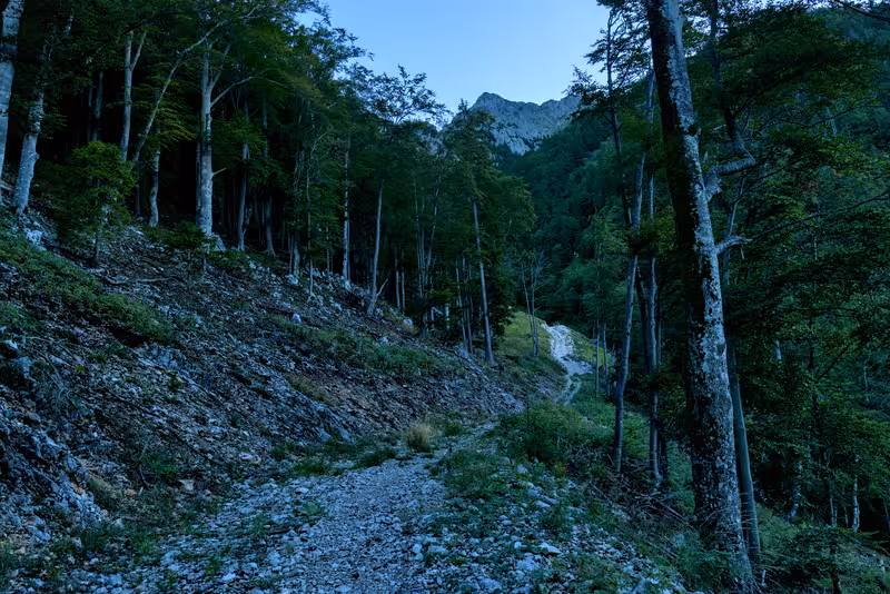 The path.