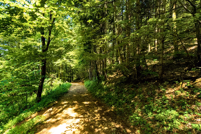 The path.