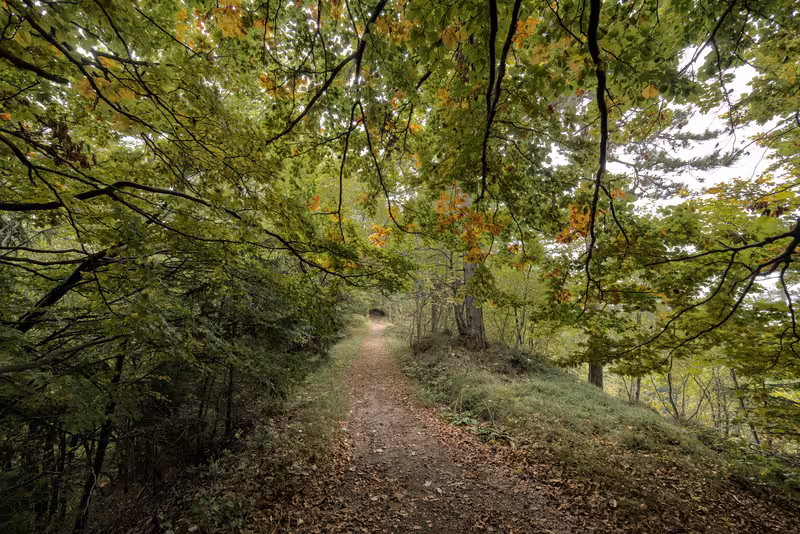The path.