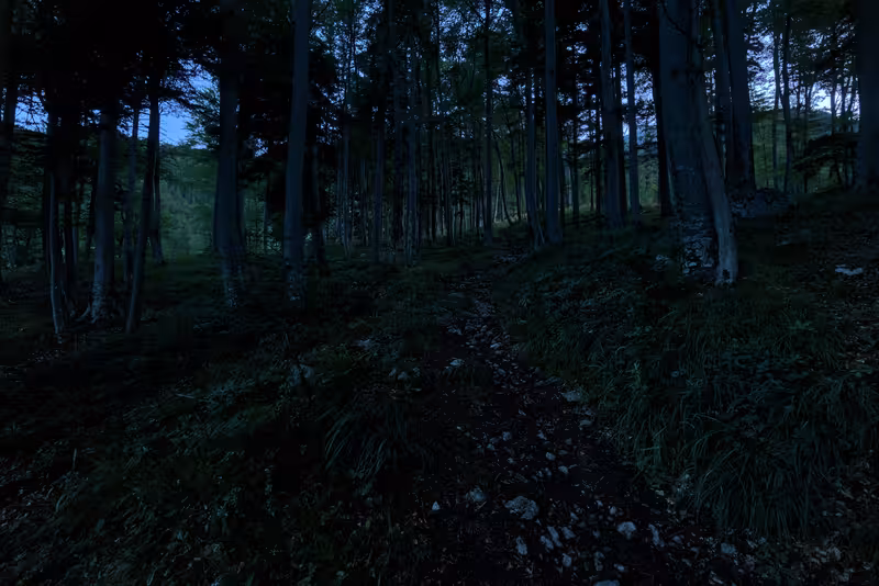 The path.