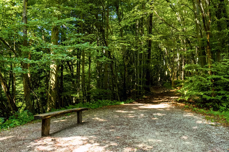The path.