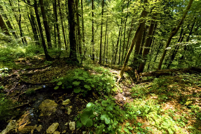 The path.