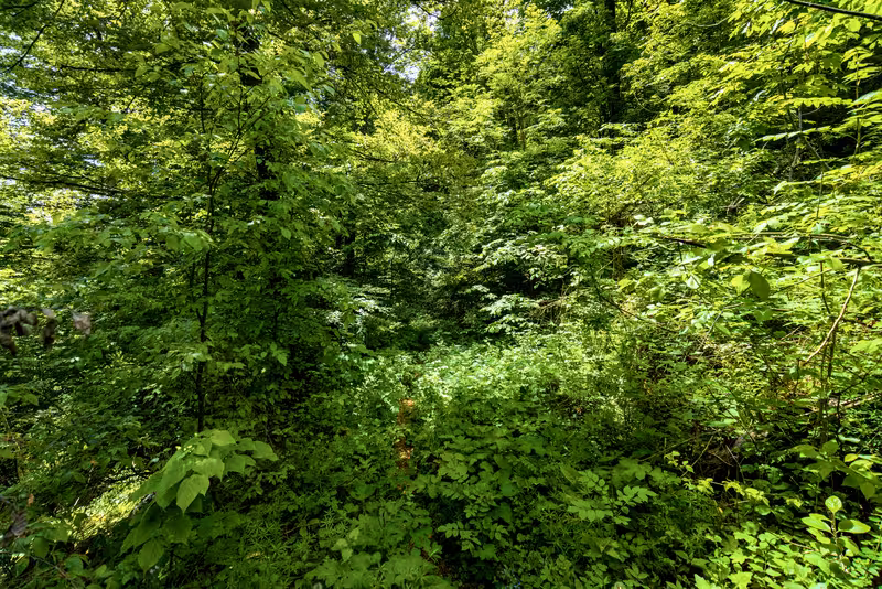 The overgrown path.