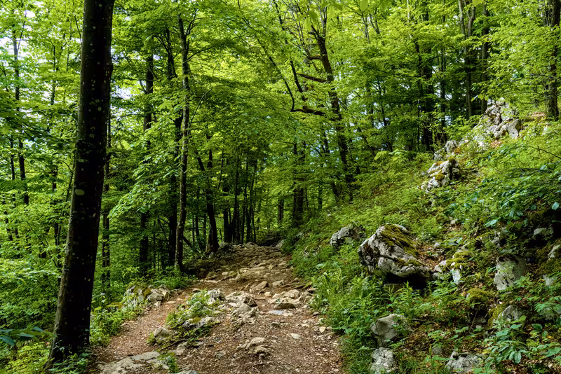 The path.