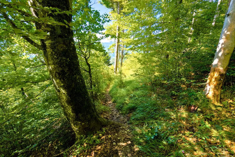 The path.