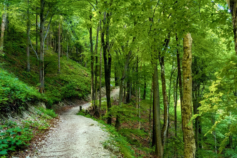 The path.