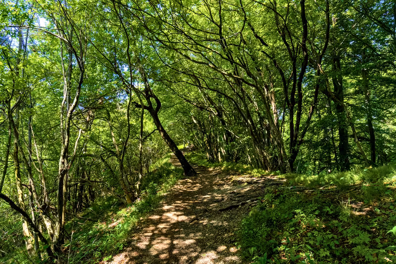 The path.
