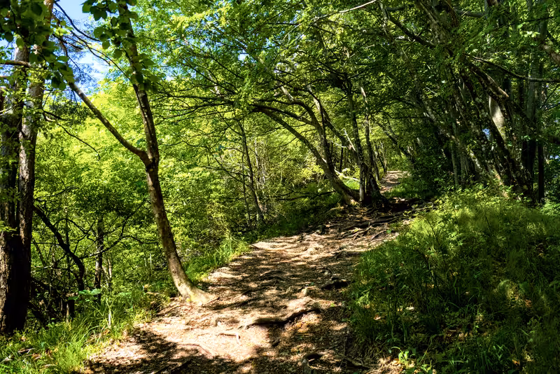 The path.