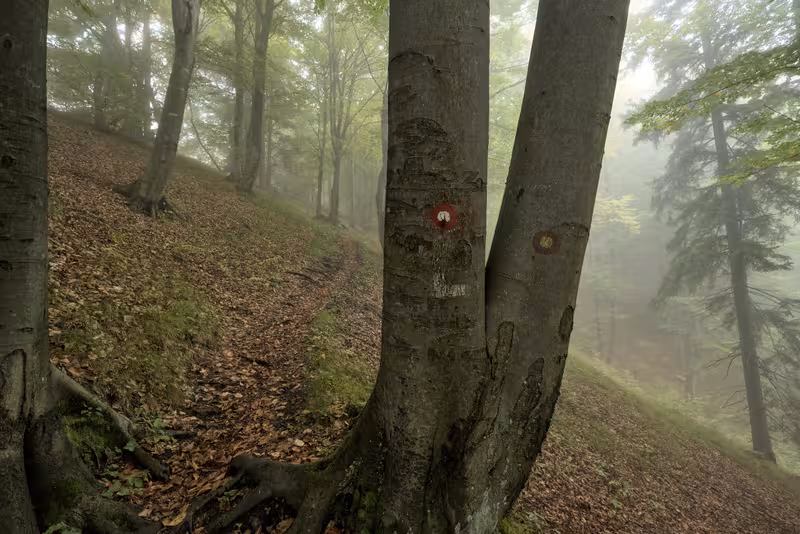 The path.
