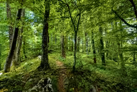 The path.