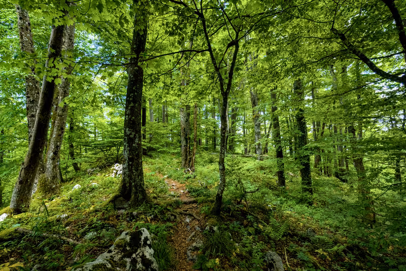 The path.