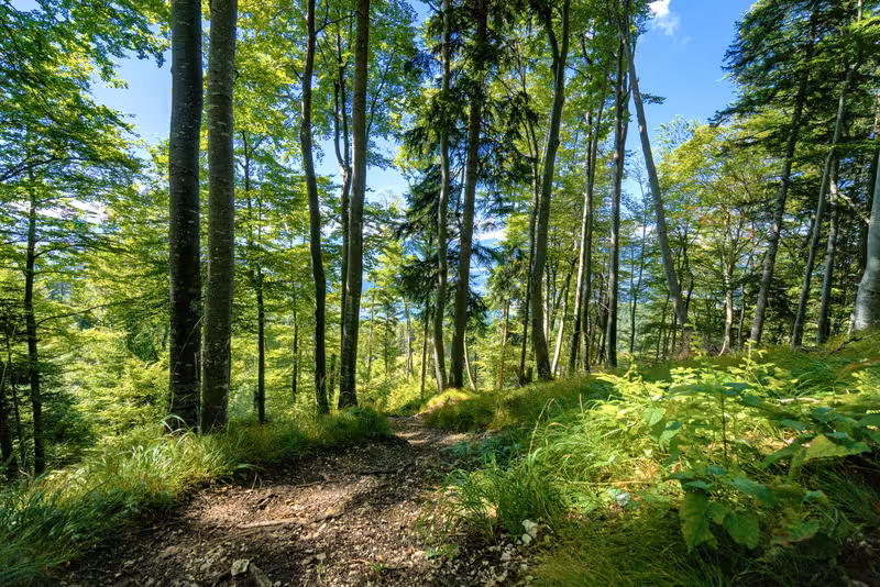 The path.