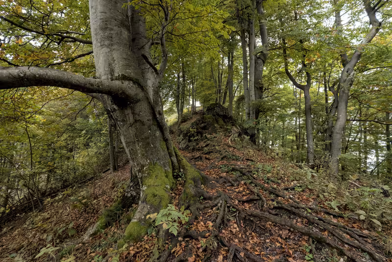 The path.